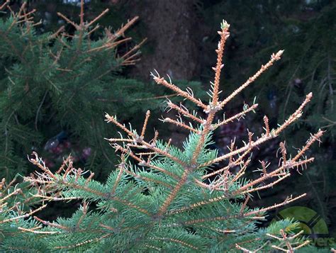norway spruce seedlings losing needles